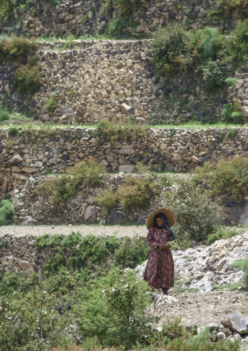Yemeni woman in terraces planted with cereals, Sanaa Governorate, Manakha, Yemen