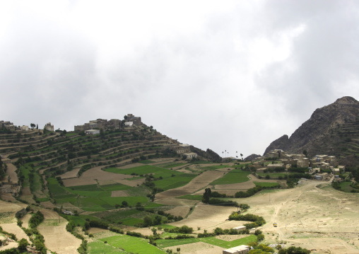 Terraces planted with cereals, Sanaa Governorate, Manakha, Yemen