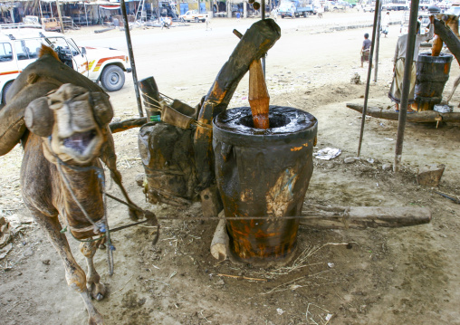 Camel-powered sesame oil press, Al Hudaydah Governorate, Zabid, Yemen