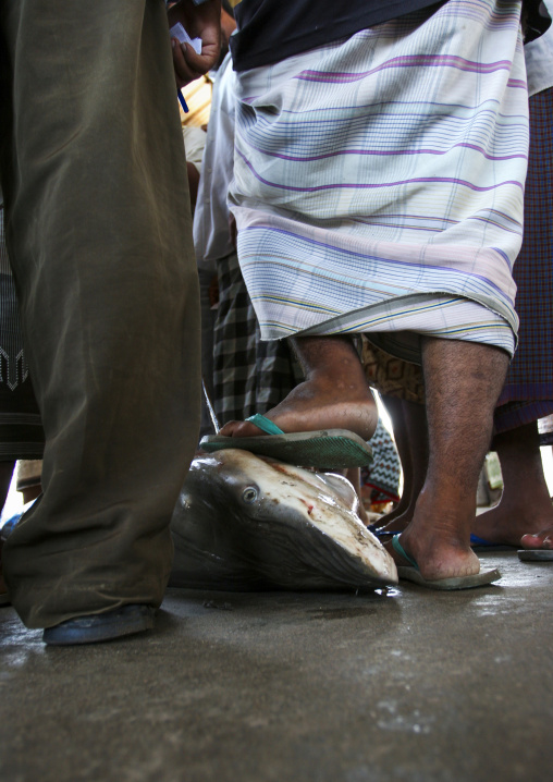 Shark market auction, Al Hudaydah Governorate, Hodeidah, Yemen