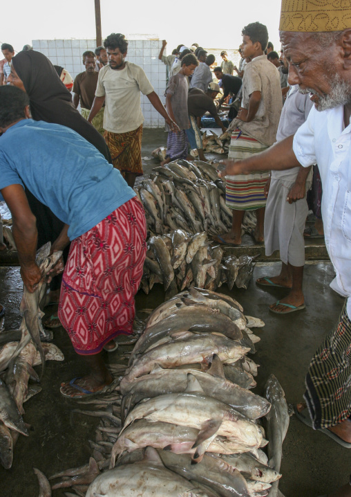 Shark market auction, Al Hudaydah Governorate, Hodeidah, Yemen
