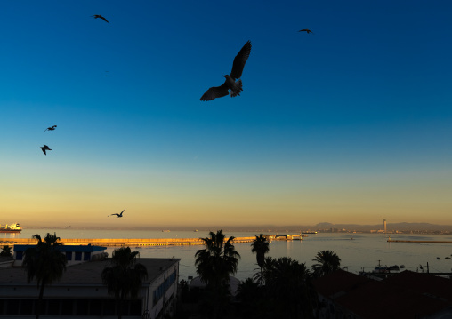 Seagulles flying over the port at sunset, North Africa, Algiers, Algeria