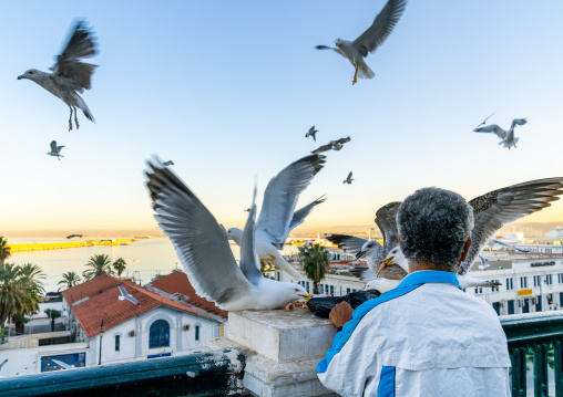 Algerian man feeding seagulls on the port, North Africa, Algiers, Algeria