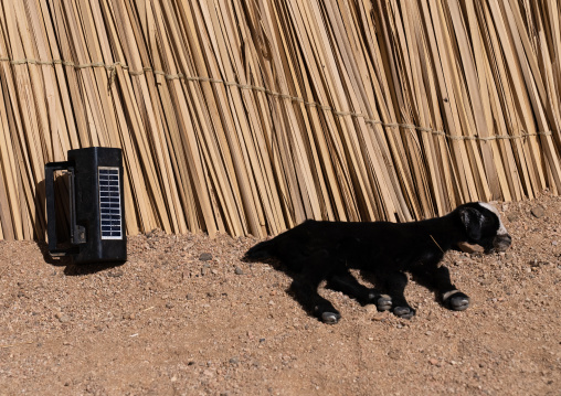 Lamb and solar lamp in front of a reed house, North Africa, Tamanrasset, Algeria