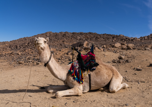 Camel with a saddle sit on the ground, North Africa, Tamanrasset, Algeria