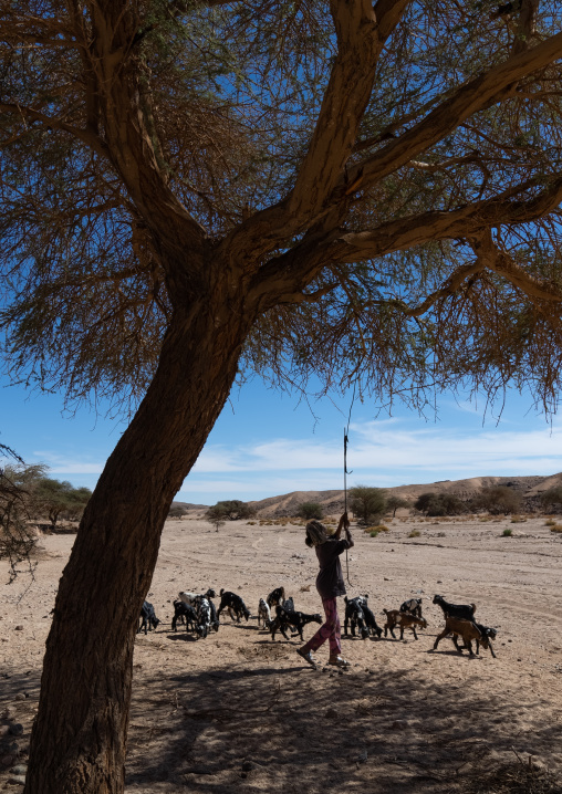 Algerian girl shaking an acacia tree to feed her goats, North Africa, Tamanrasset, Algeria