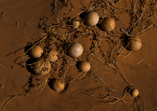 Citrullus colocynthis dry bitter gourd in Sahara desert, Tassili N'Ajjer National Park, Tadrart Rouge, Algeria