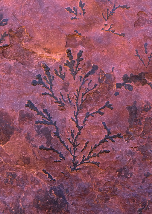 Ancient fossilized plant in a red rock, Tassili N'Ajjer National Park, Tadrart Rouge, Algeria