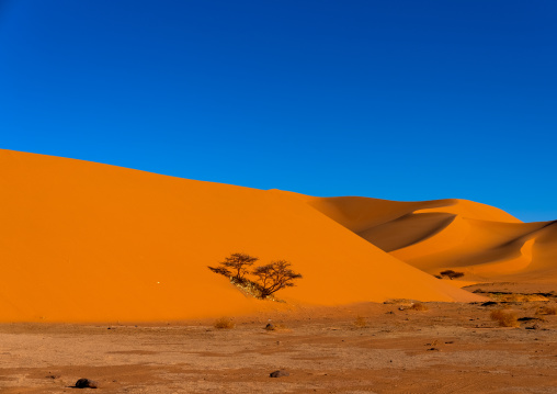 Trees on a sand dunes in the Sahara desert, Tassili N'Ajjer National Park, Tadrart Rouge, Algeria