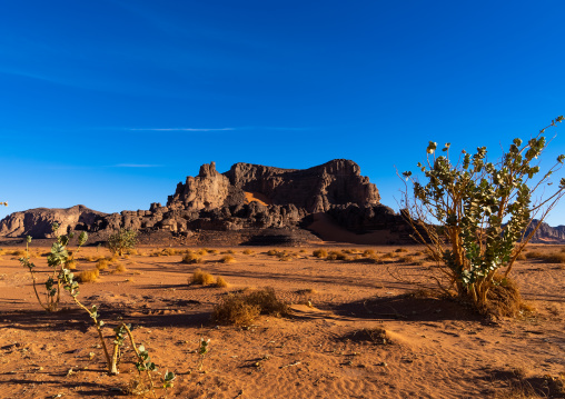 Plants near a Rock formation in the desert, Tassili N'Ajjer National Park, Tadrart Rouge, Algeria
