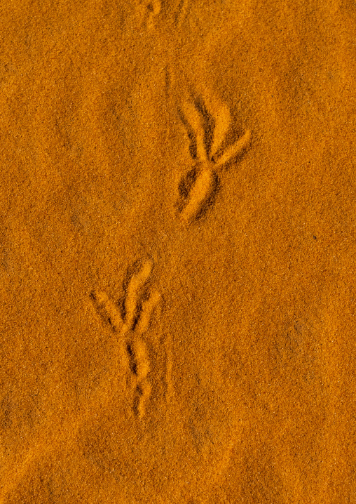 Bird footprints in the sand, North Africa, Erg Admer, Algeria