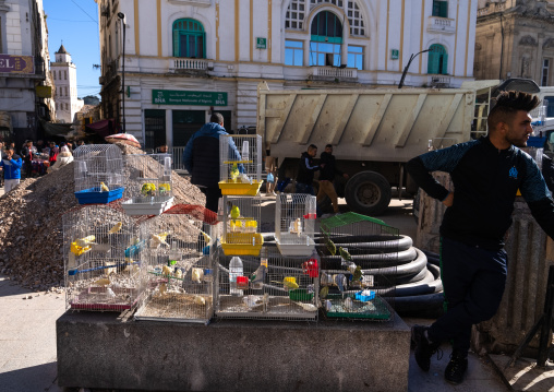 Algerian man selling parakeets in cages in the street, North Africa, Constantine, Algeria