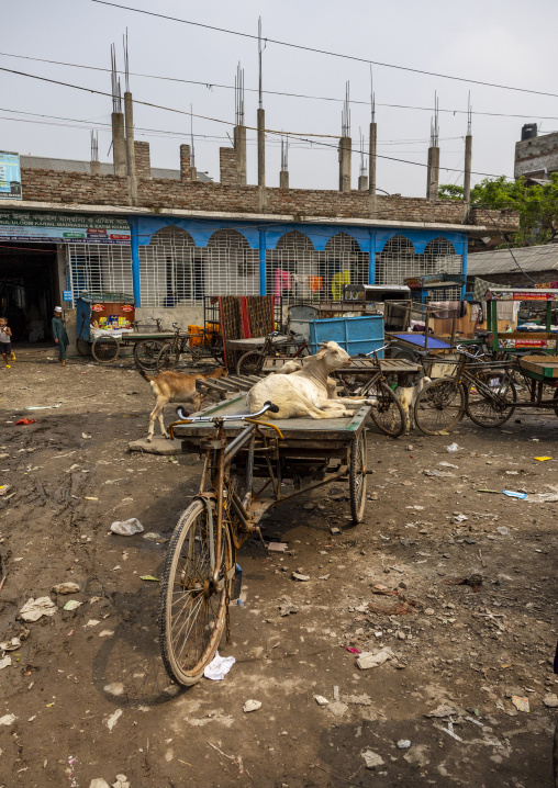 Goat resting on a cart, Dhaka Division, Dhaka, Bangladesh