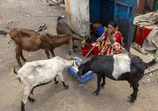 Bangladeshi woman feeding goats, Dhaka Division, Keraniganj, Bangladesh