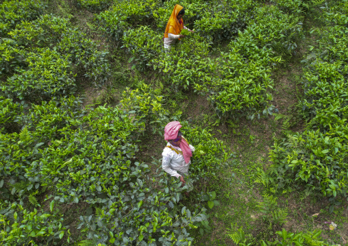 Aerial view of women picking tea leaves in a tea plantation, Sylhet Division, Kamalganj, Bangladesh