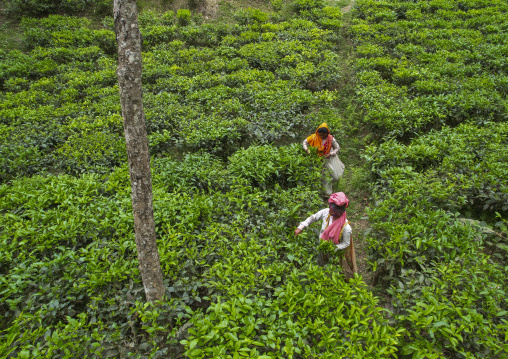 Aerial view of women picking tea leaves in a tea plantation, Sylhet Division, Kamalganj, Bangladesh