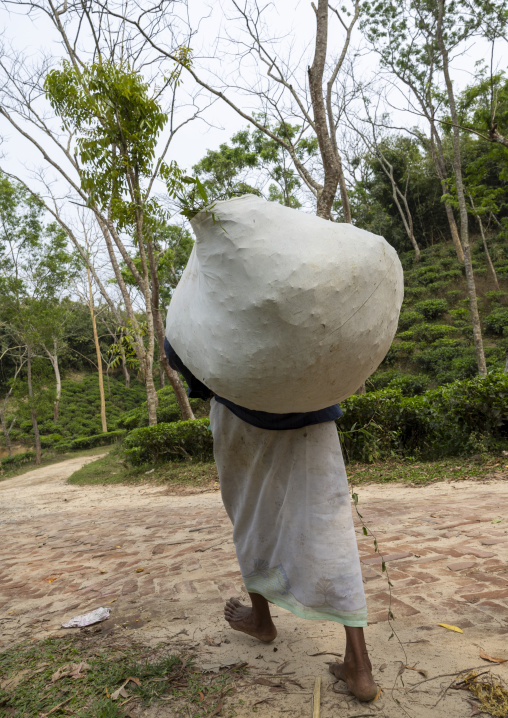 Bangladeshi man carrying a big bag of tea leaves, Sylhet Division, Kamalganj, Bangladesh