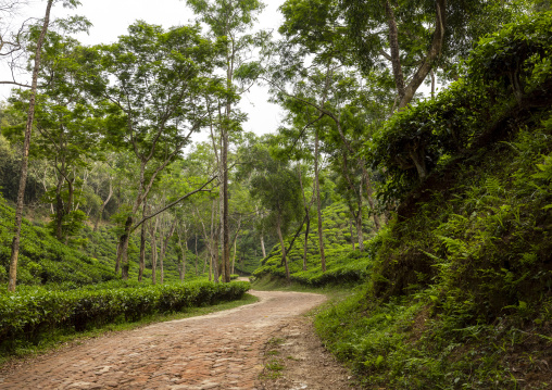 Road in a tea plantation, Sylhet Division, Kamalganj, Bangladesh