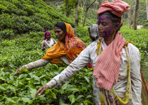 Women picking tea leaves in a tea plantation, Sylhet Division, Kamalganj, Bangladesh