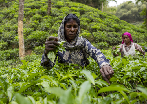 Women picking tea leaves in a tea plantation, Sylhet Division, Kamalganj, Bangladesh