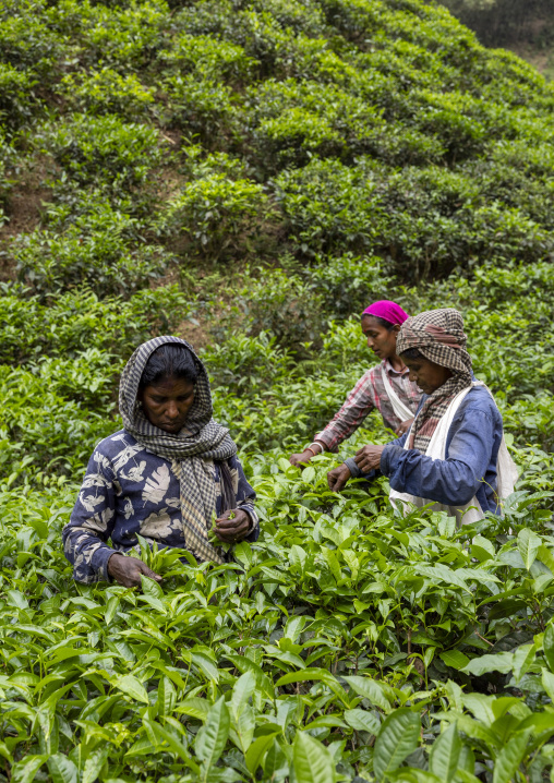 Women picking tea leaves in a tea plantation, Sylhet Division, Kamalganj, Bangladesh