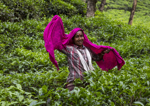 Women picking tea leaves in a tea plantation, Sylhet Division, Kamalganj, Bangladesh