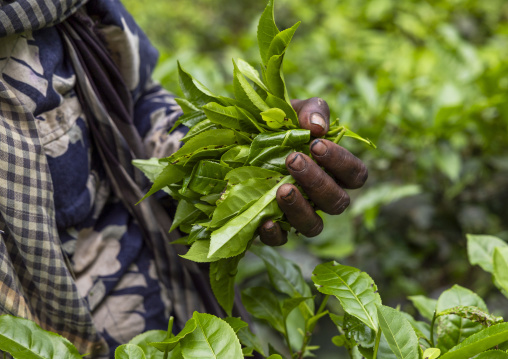 Women picking tea leaves in a tea plantation, Sylhet Division, Kamalganj, Bangladesh