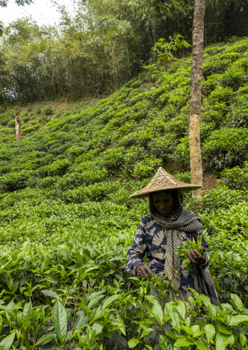 Woman with a bamboo hat picking tea leaves in a tea plantation, Sylhet Division, Kamalganj, Bangladesh