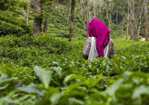 Women picking tea leaves in a tea plantation, Sylhet Division, Kamalganj, Bangladesh