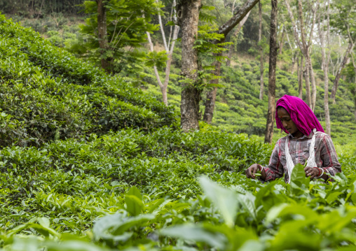 Women picking tea leaves in a tea plantation, Sylhet Division, Kamalganj, Bangladesh