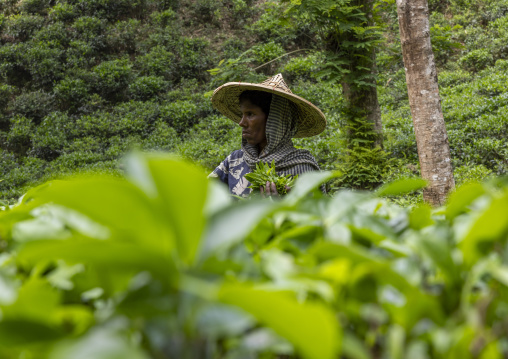 Woman with a bamboo hat picking tea leaves in a tea plantation, Sylhet Division, Kamalganj, Bangladesh