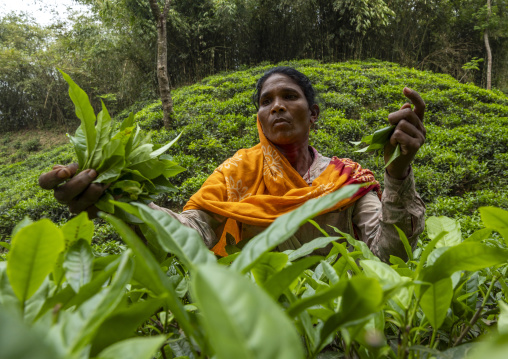 Women picking tea leaves in a tea plantation, Sylhet Division, Kamalganj, Bangladesh