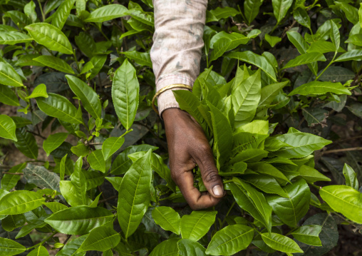 Women picking tea leaves in a tea plantation, Sylhet Division, Kamalganj, Bangladesh