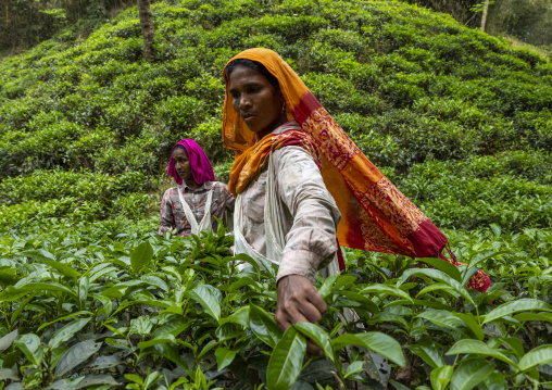 Women picking tea leaves in a tea plantation, Sylhet Division, Kamalganj, Bangladesh