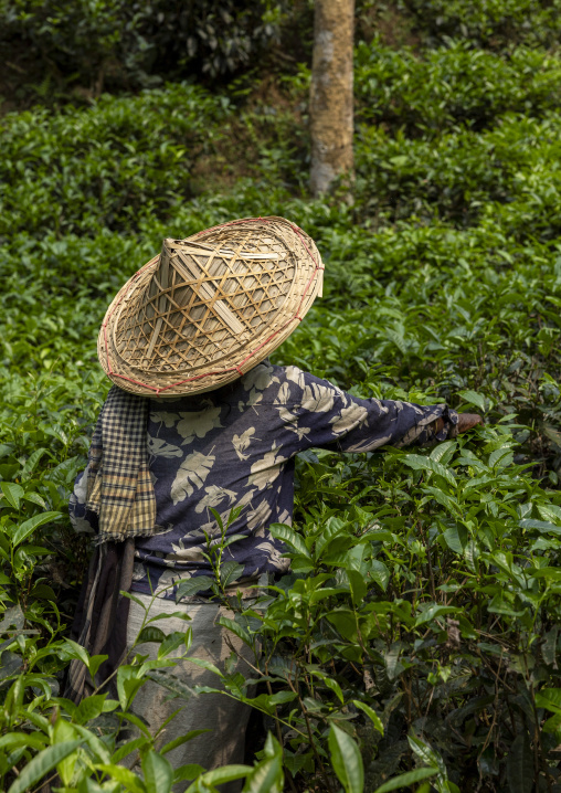 Woman with a bamboo hat picking tea leaves in a tea plantation, Sylhet Division, Kamalganj, Bangladesh