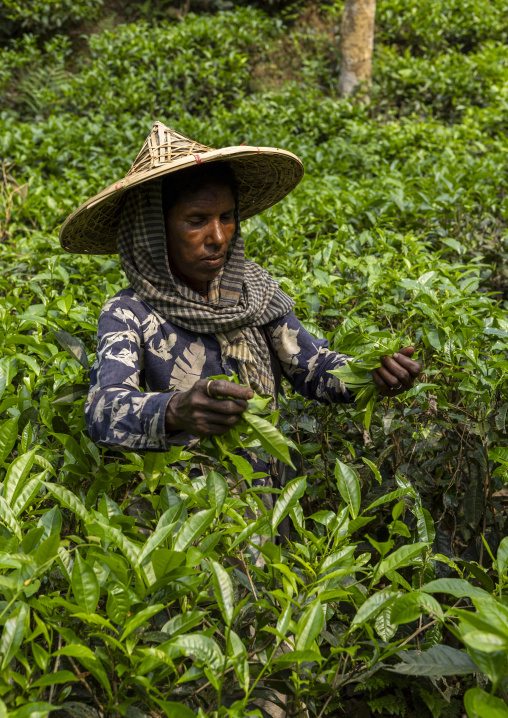 Woman with a bamboo hat picking tea leaves in a tea plantation, Sylhet Division, Kamalganj, Bangladesh