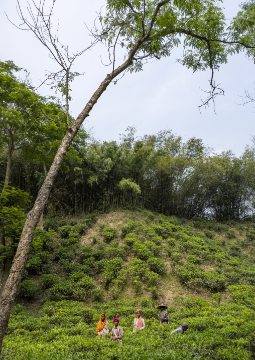 Women picking tea leaves in a tea plantation, Sylhet Division, Kamalganj, Bangladesh