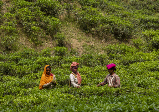 Women picking tea leaves in a tea plantation, Sylhet Division, Kamalganj, Bangladesh