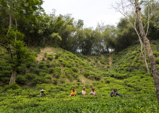 Women picking tea leaves in a tea plantation, Sylhet Division, Kamalganj, Bangladesh