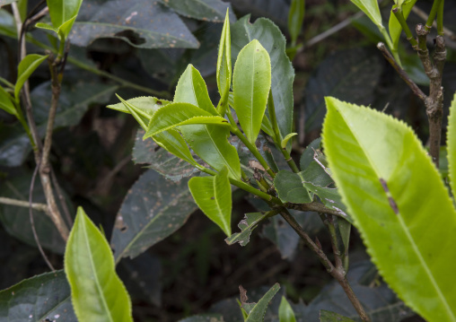 Leaves in a tea plantation, Sylhet Division, Kamalganj, Bangladesh