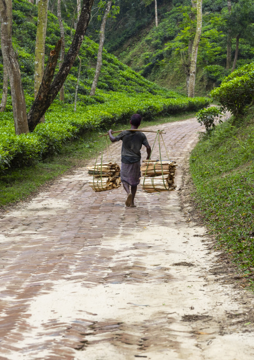 Bangladeshi man carrying firewood in a tea plantation, Sylhet Division, Kamalganj, Bangladesh