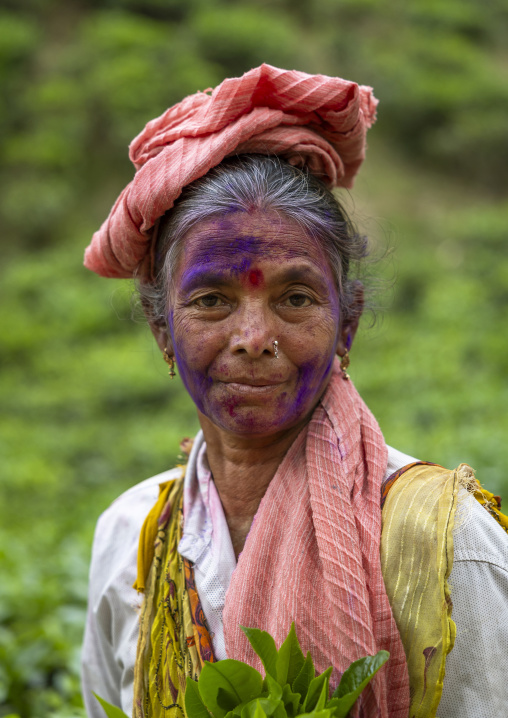 Woman with holi powder on her face picking tea leaves in a tea plantation, Sylhet Division, Kamalganj, Bangladesh