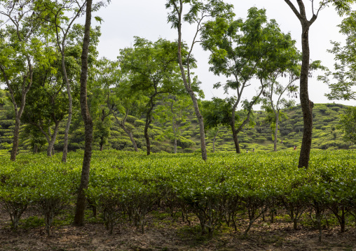 Tea plantation landscape, Sylhet Division, Kamalganj, Bangladesh