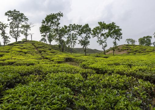 Tea plantation landscape, Sylhet Division, Kamalganj, Bangladesh