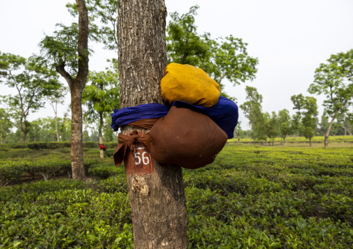 Food left for the tea plantation workers tied to a tree , Sylhet Division, Kamalganj, Bangladesh