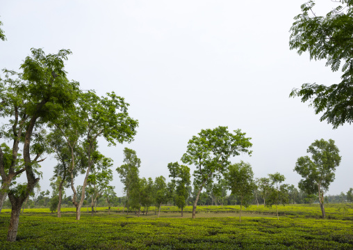 Tea plantation landscape, Sylhet Division, Kamalganj, Bangladesh