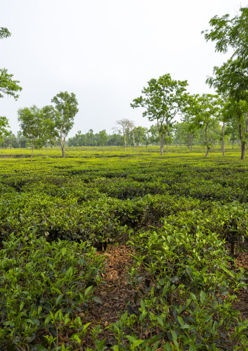 Tea plantation landscape, Sylhet Division, Kamalganj, Bangladesh