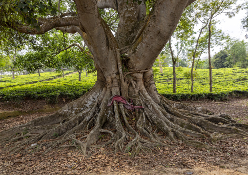 Banyan tree giant roots, Sylhet Division, Kamalganj, Bangladesh