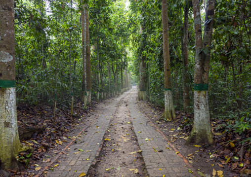 Lawachara national park alley, Sylhet Division, Moulvibazar, Bangladesh