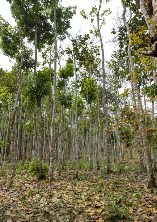 Lawachara national park, Sylhet Division, Kamalganj, Bangladesh